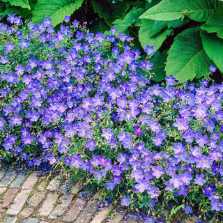 Geranium Johnson Blue