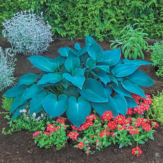 Blue Canadian Hosta