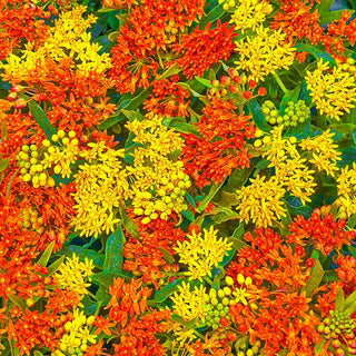 Summer Zest Asclepias