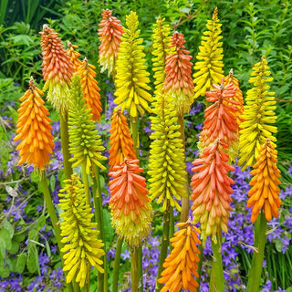 Red Hot Poker Mixture