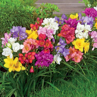 Summer Breeze Freesia Mixture