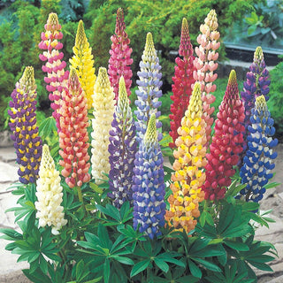 Lupines Mixture