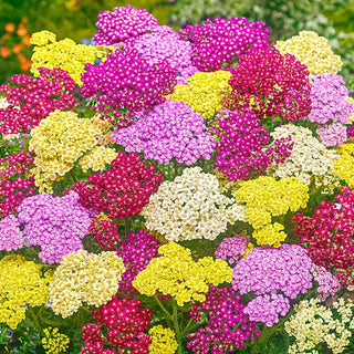 Summer Pastels Yarrow Mixture