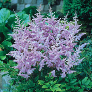 Lavender Astilbe 72677