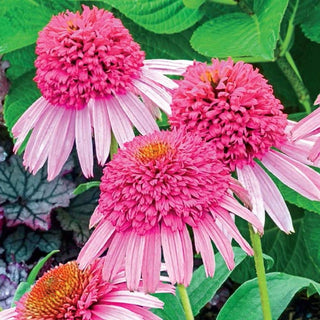 Pink Double Delight Coneflower