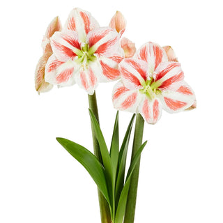 Amaryllis Clown