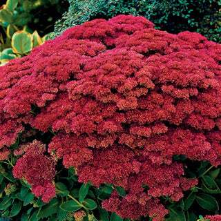 Joy Autumn Sedum