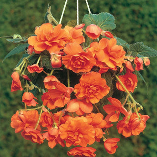 Cascade Begonia Orange