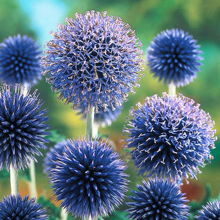 Globe Thistle