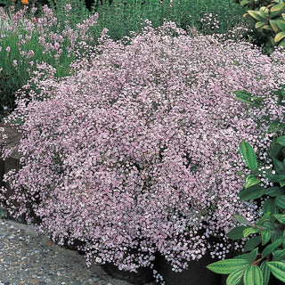 Babys Breath Pink