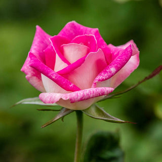 Painted Porcelain Hybrid Tea Rose