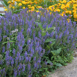 Blue Hill Salvia