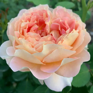 Fun in the Sun Hybrid Tea Rose