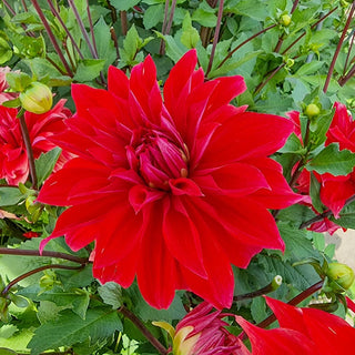 Babylon Red Dahlia