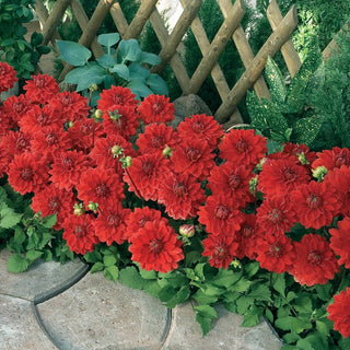 Red Carpet Border Dahlia