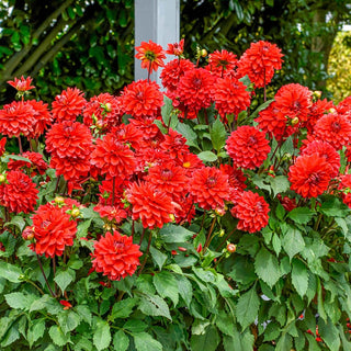 Red Carpet Border Dahlia