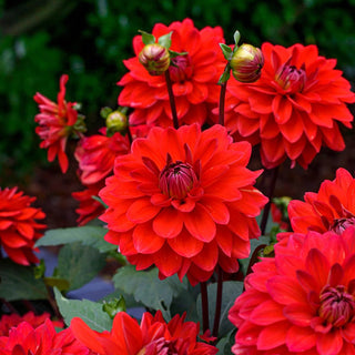 Red Carpet Border Dahlia