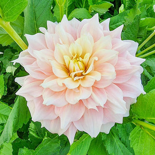 Break Out Dahlia