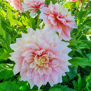 Break Out Dahlia