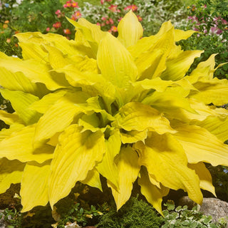 Lipstick Blonde Hosta