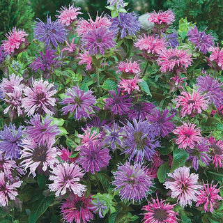 Bee Balm Blue Shades Mixture