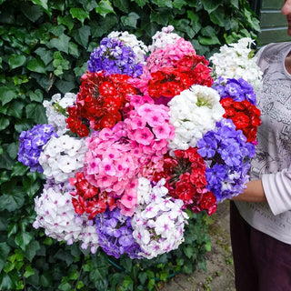 Tall Hybrid Phlox Mixture