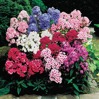 Tall Hybrid Phlox Mixture