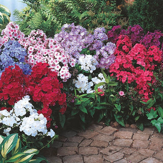 Tall Hybrid Phlox Mixture