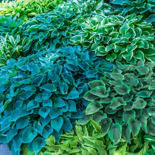 Hosta Mixtures & Collections