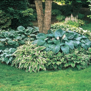 Hosta Mixture Super Sak