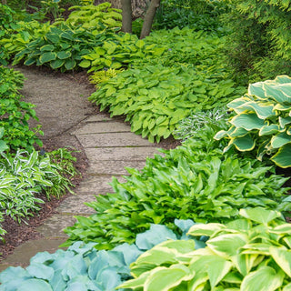 Hosta Mixture Super Sak