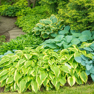 Hosta Mixture Super Sak