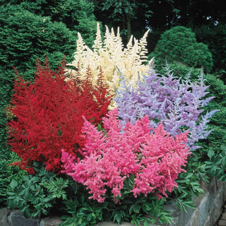 Astilbe Mixture Super Sak