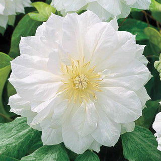 Duchess Of Edinburgh Clematis