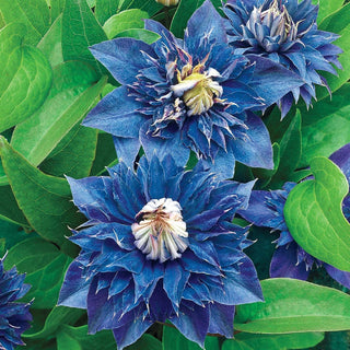 Multi Blue Clematis