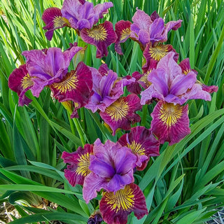 Siberian Iris