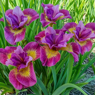 Miss Apple Siberian Iris