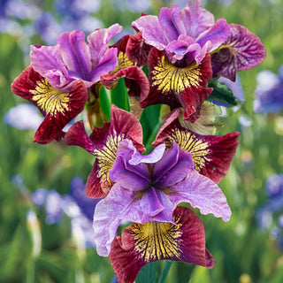 Miss Apple Siberian Iris