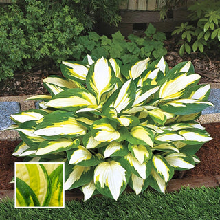 Color Festival Hosta