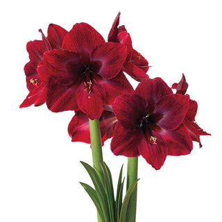 Amaryllis Red Pearl