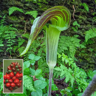 Jack in the Pulpit