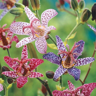 Toad Mixture Lily