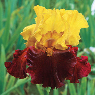 Kathy Chilton Bearded Iris