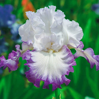 Center Ice Bearded Iris