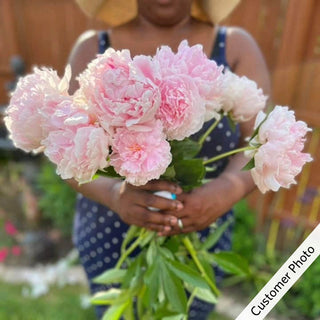 Sarah Bernhardt Peony