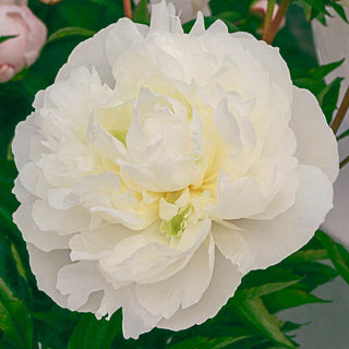 Duchesse De Nemours Peony