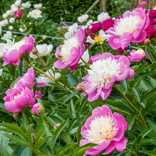 Bowl Of Beauty Peony