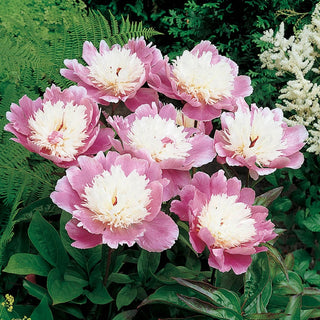 Bowl Of Beauty Peony