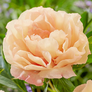 Canary Brilliants Itoh Peony