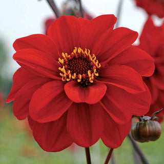 Bishop Of Llandaff Dahlia